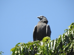 Pernis ptilorhynchus