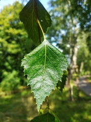 Betula pendula
