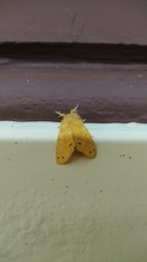 Lepidoptera
