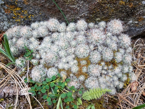 Mammillaria deherdtiana
