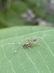 Mesostenus thoracicus