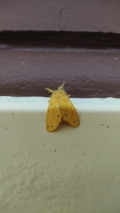 Lepidoptera