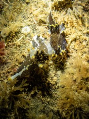Polycera hedgpethi