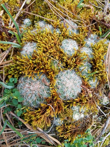 Image of Mammillaria deherdtiana by (c) Alan Rockefeller, some rights reserved (CC BY)