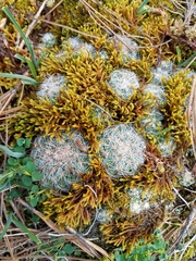 Mammillaria deherdtiana dodsonii