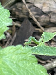 Cyclophora punctaria