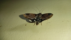 Lepidoptera