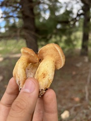 Suillus kaibabensis