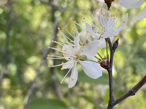 Allegheny Plum (Prunus alleghaniensis)