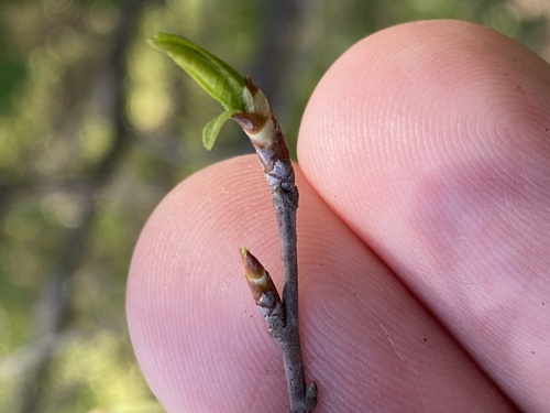 Image of Prunus alleghaniensis by (c) Mark Eanes, some rights reserved (CC BY)