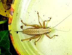 Pholidoptera griseoaptera