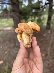 Suillus kaibabensis