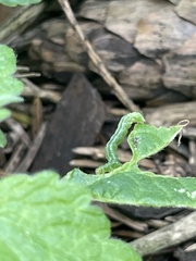 Cyclophora punctaria