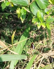 Eurytela hiarbas