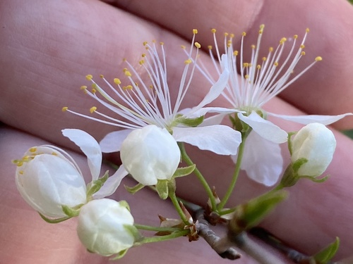 Image of Prunus alleghaniensis by (c) Mark Eanes, some rights reserved (CC BY)