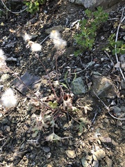 Cacaliopsis nardosmia