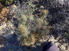 Allocasuarina humilis