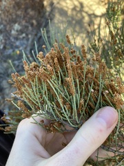 Allocasuarina humilis