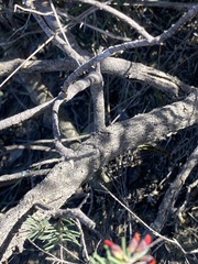 Allocasuarina humilis