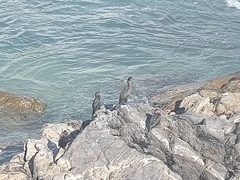 Phalacrocorax capensis