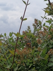 Vanessa cardui