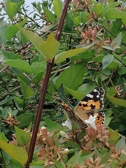 Vanessa cardui