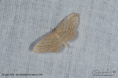 Idaea