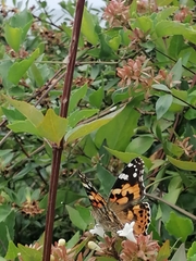 Vanessa cardui
