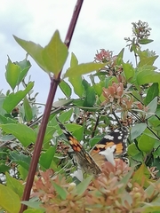 Vanessa cardui