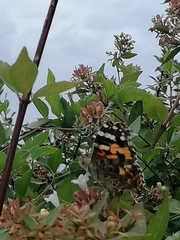Vanessa cardui
