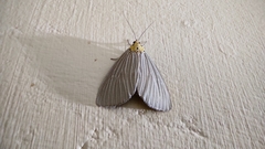Lepidoptera