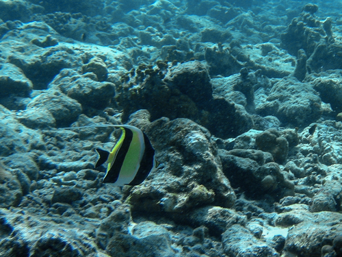 Moorish Idol — seen at this dive site