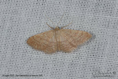 Idaea