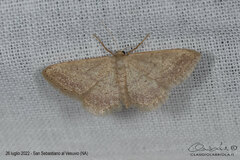 Idaea