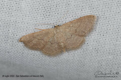 Idaea