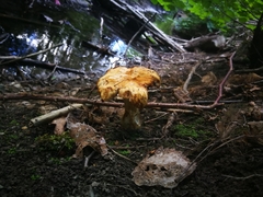 Fungi