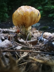 Fungi