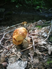 Fungi