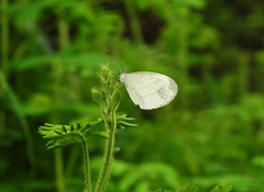 Leptosia nina