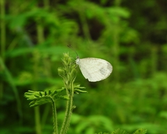 Leptosia nina