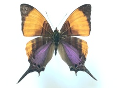 Marpesia marcella valetta