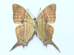 Marpesia marcella valetta