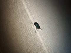 Chrysochus chinensis