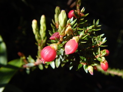 Disterigma empetrifolium