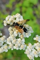 Tenthredo marginella