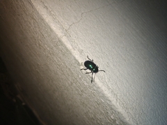 Chrysochus chinensis