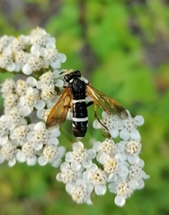 Tenthredo marginella