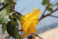 Hibiscus tiliaceus pernambucensis