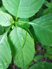 Impatiens parviflora