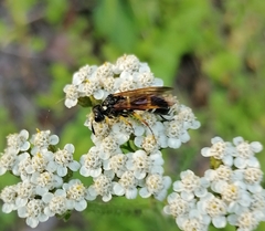 Tenthredo marginella